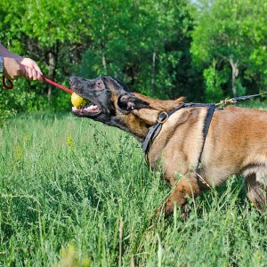 Большой резиновый мяч литой на веревке «Funny Dog» - TT5
